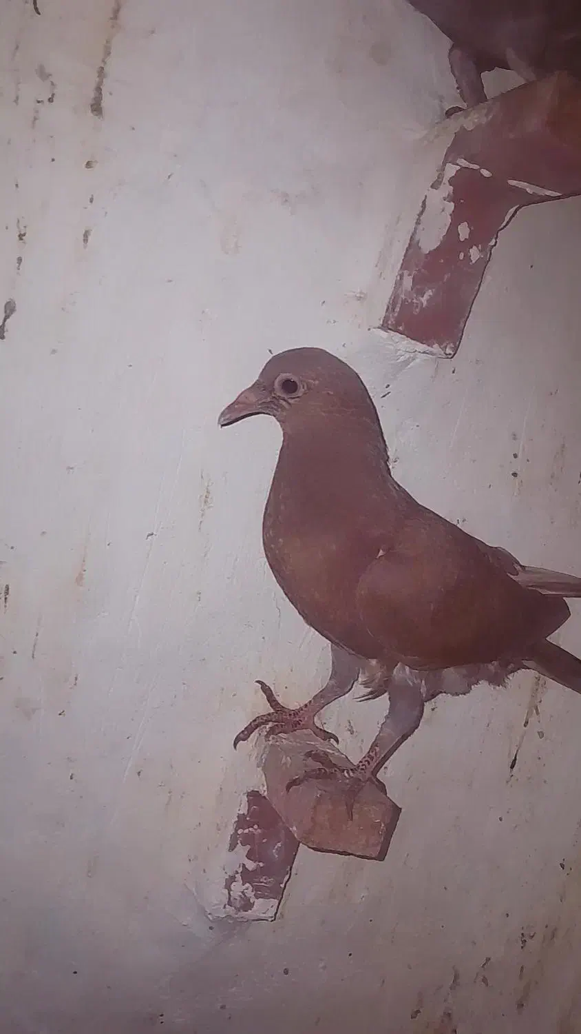 کفتر|پرنده|راور, |دیوار