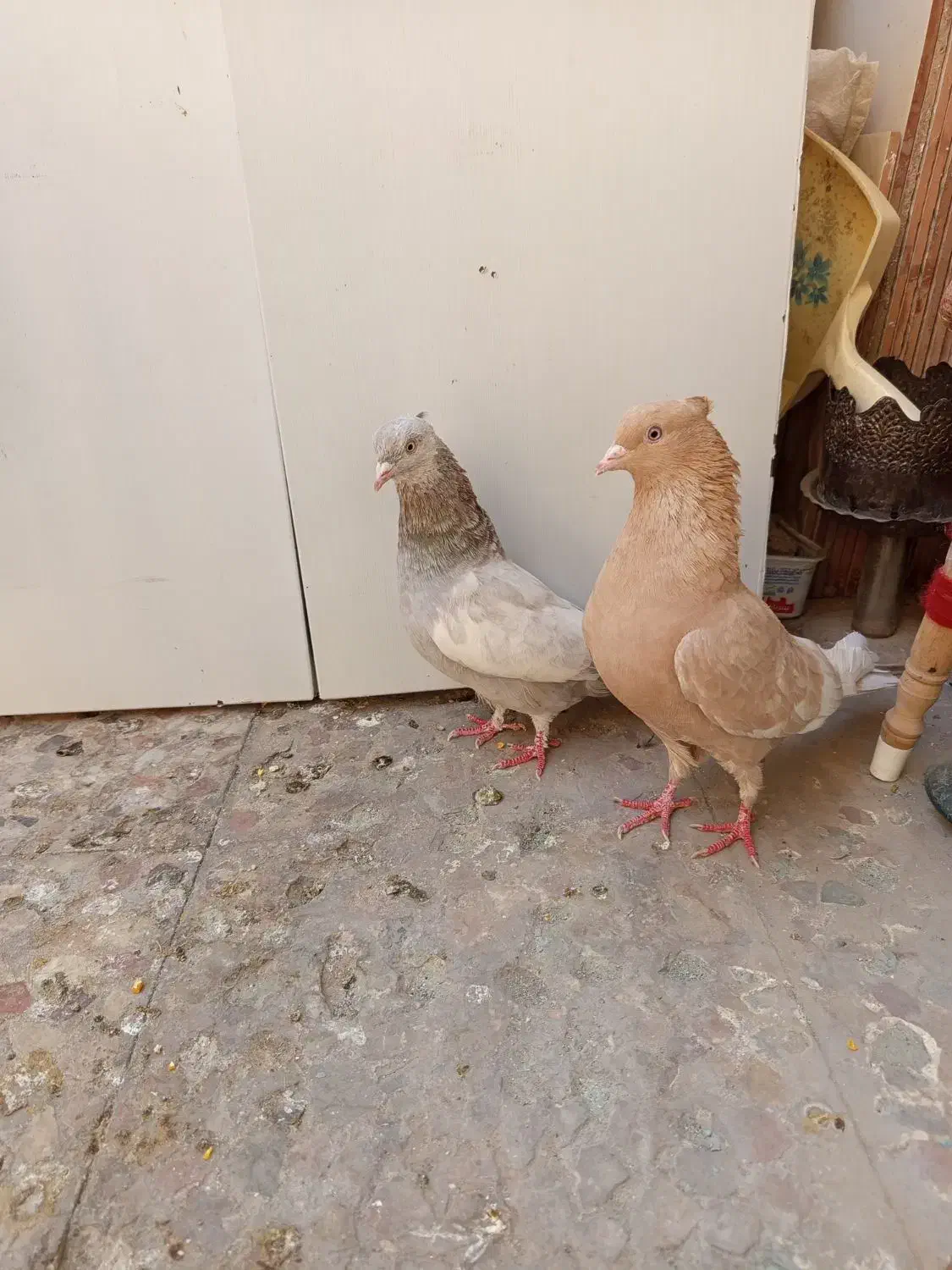 کبوتر سینه ای چندجفت|پرنده|کرج, اخگرآباد|دیوار