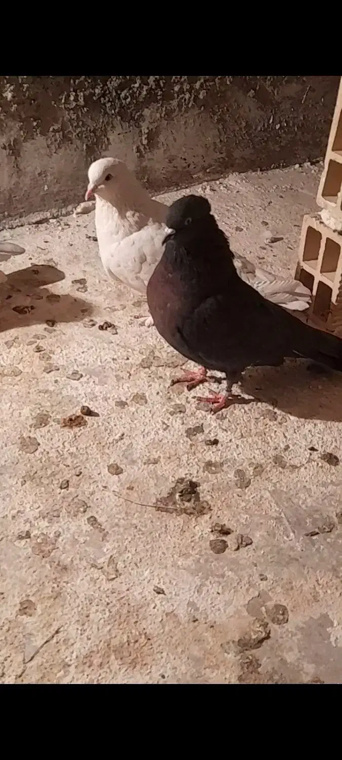 کفتر|پرنده|محمدشهر, کوی بهار|دیوار