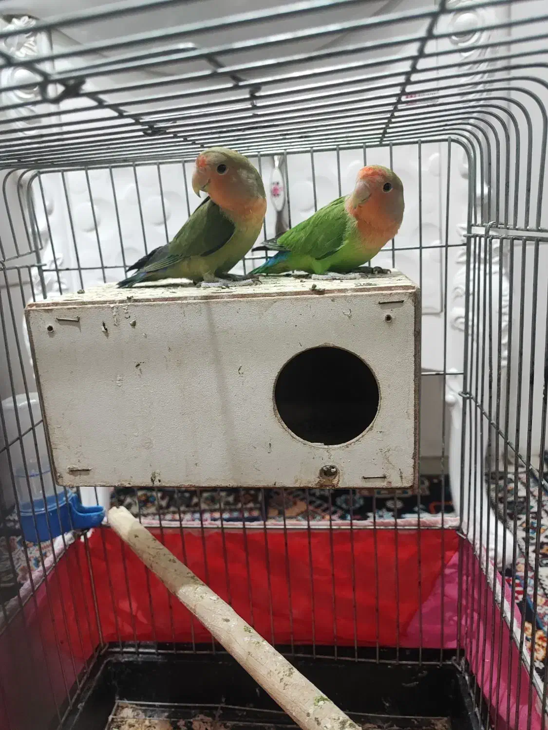 جفت طوطی برزیلی بازیگوش|پرنده|دورود, |دیوار