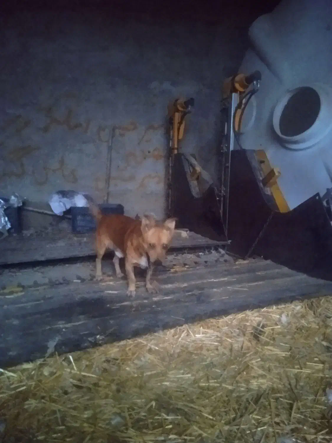 سگ پاکوتا بفروش میرسد نر زرنگ|سگ|دلند, |دیوار