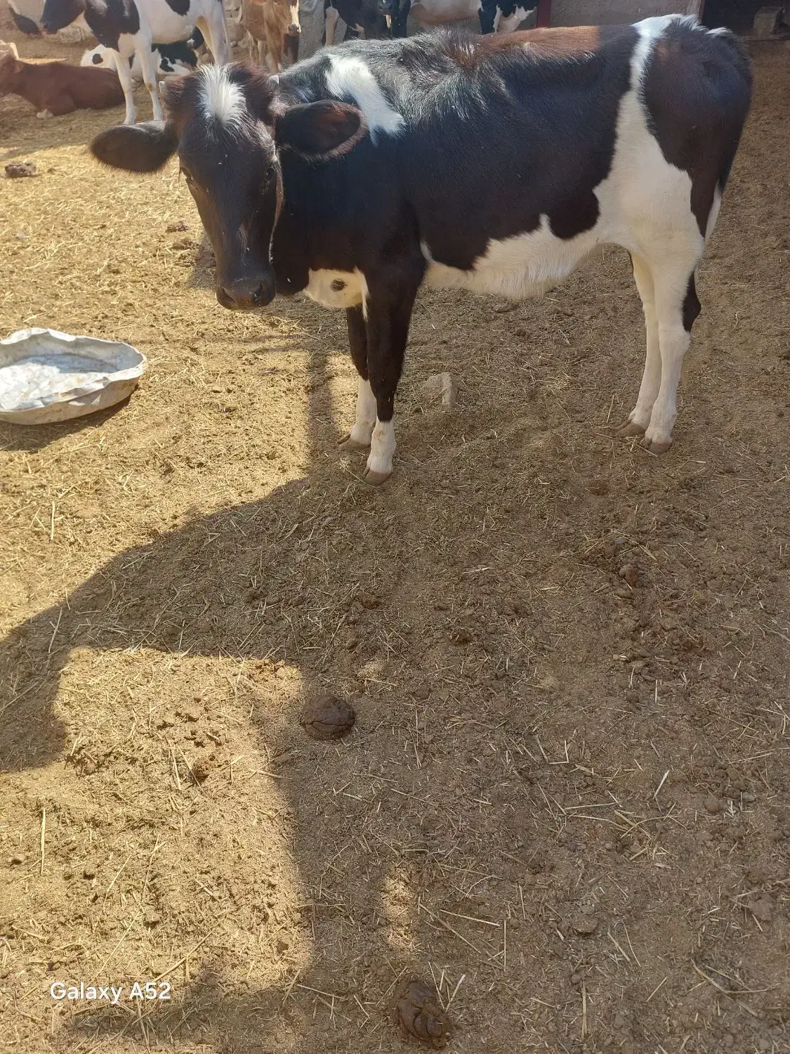 گوساله ماده|حیوانات مزرعه|بردخون, |دیوار