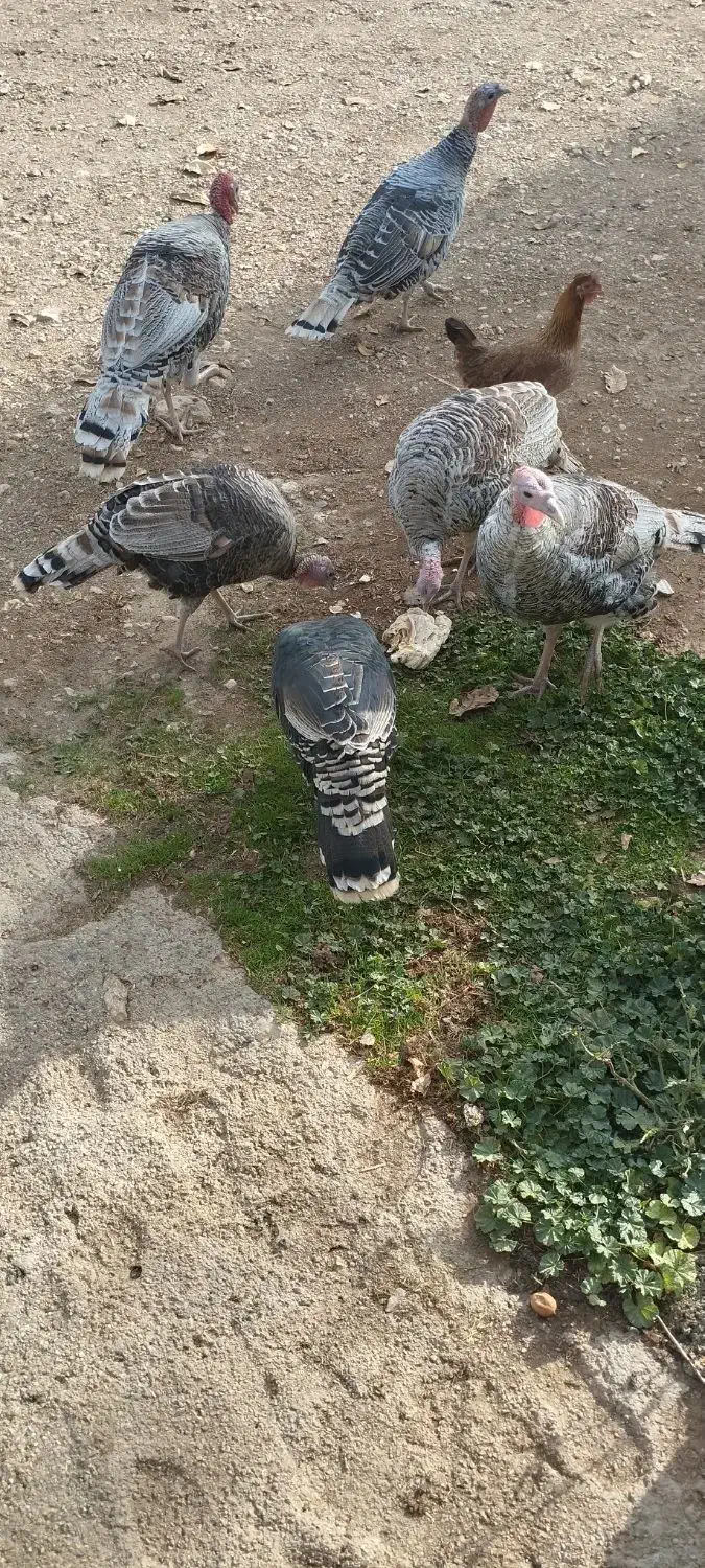 بوقلمون|حیوانات مزرعه|یاسوج, |دیوار