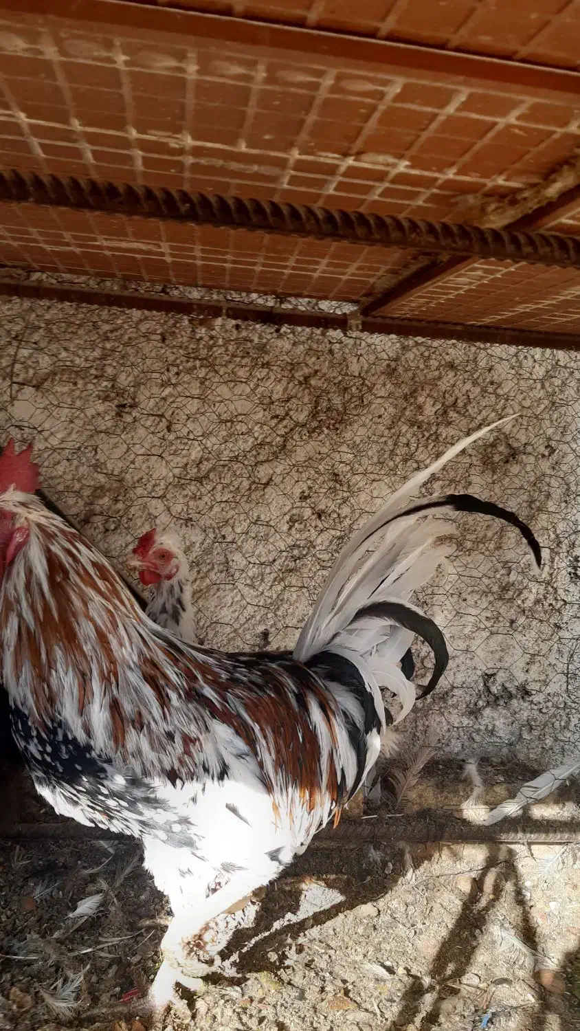 فروش خروس گلین اصل|حیوانات مزرعه|ابریشم, |دیوار