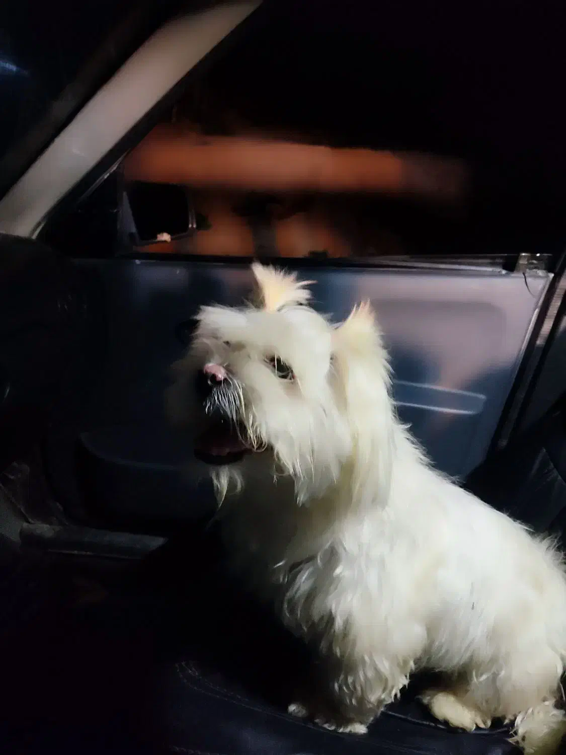 سگ شیتزو|سگ|شیروان (خراسان), |دیوار