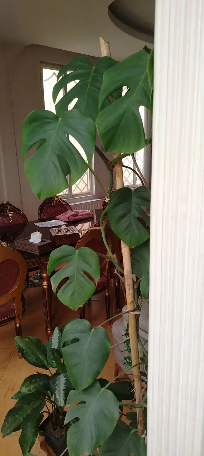 برگ انجیری|گل و گیاه طبیعی|مشهد, شهرآرا|دیوار