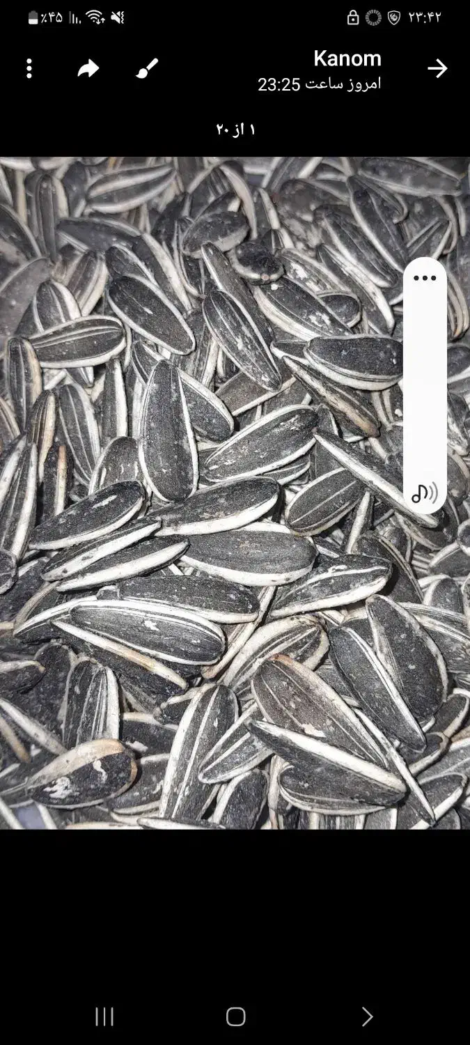 تخمه بو داده درجه یک تازه مال امسال به شرط تازگی|خوردنی و آشامیدنی|قلقل رود, |دیوار