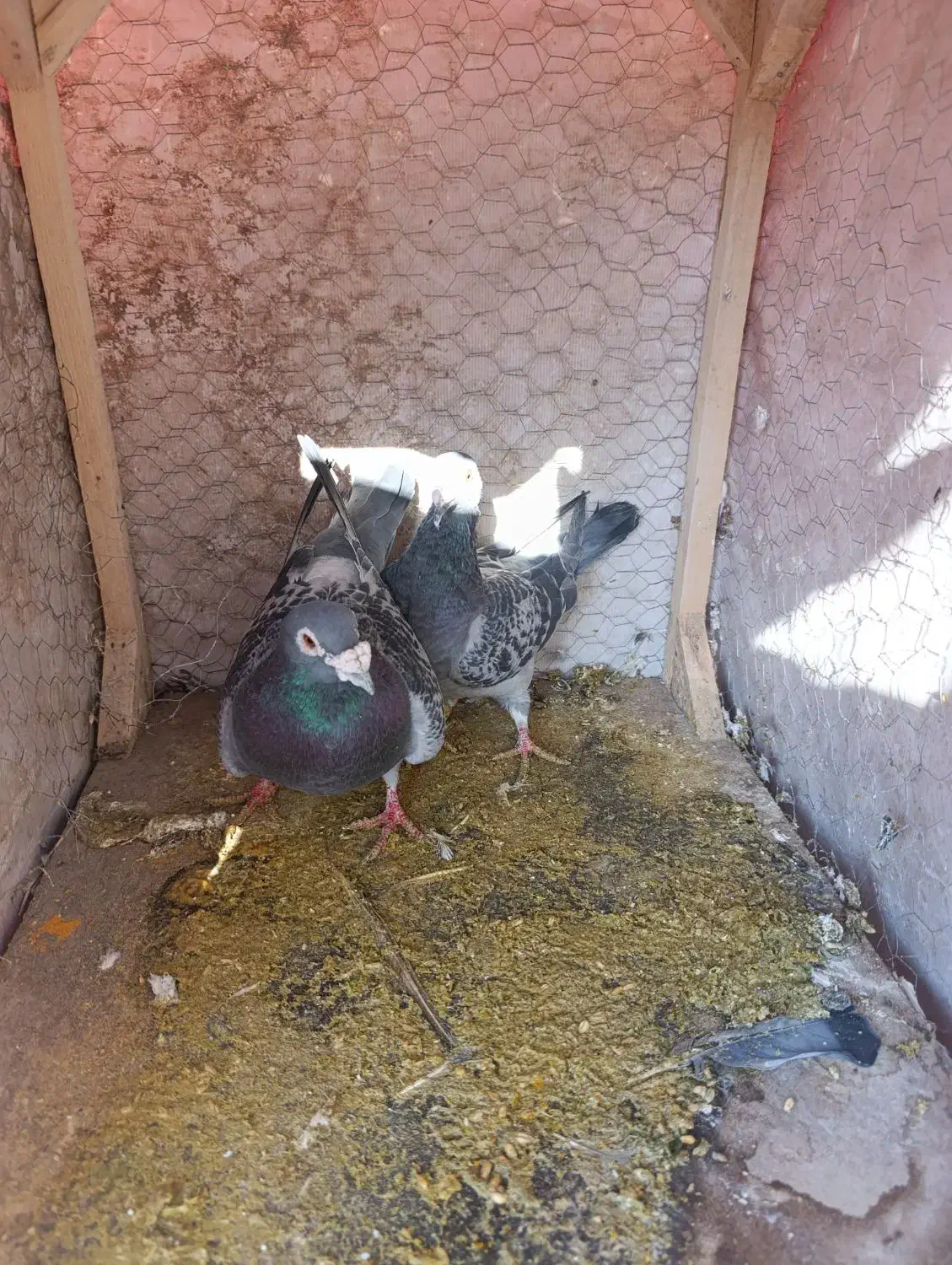 کبوتر|پرنده|فیروزه, |دیوار