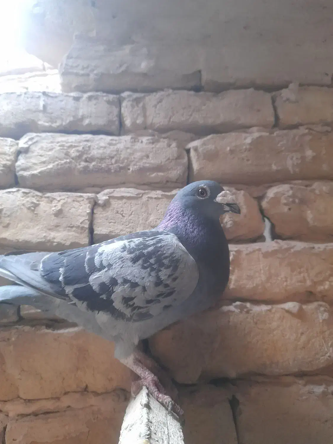 پولکی نر نژاد جانسون|پرنده|رشتخوار, |دیوار