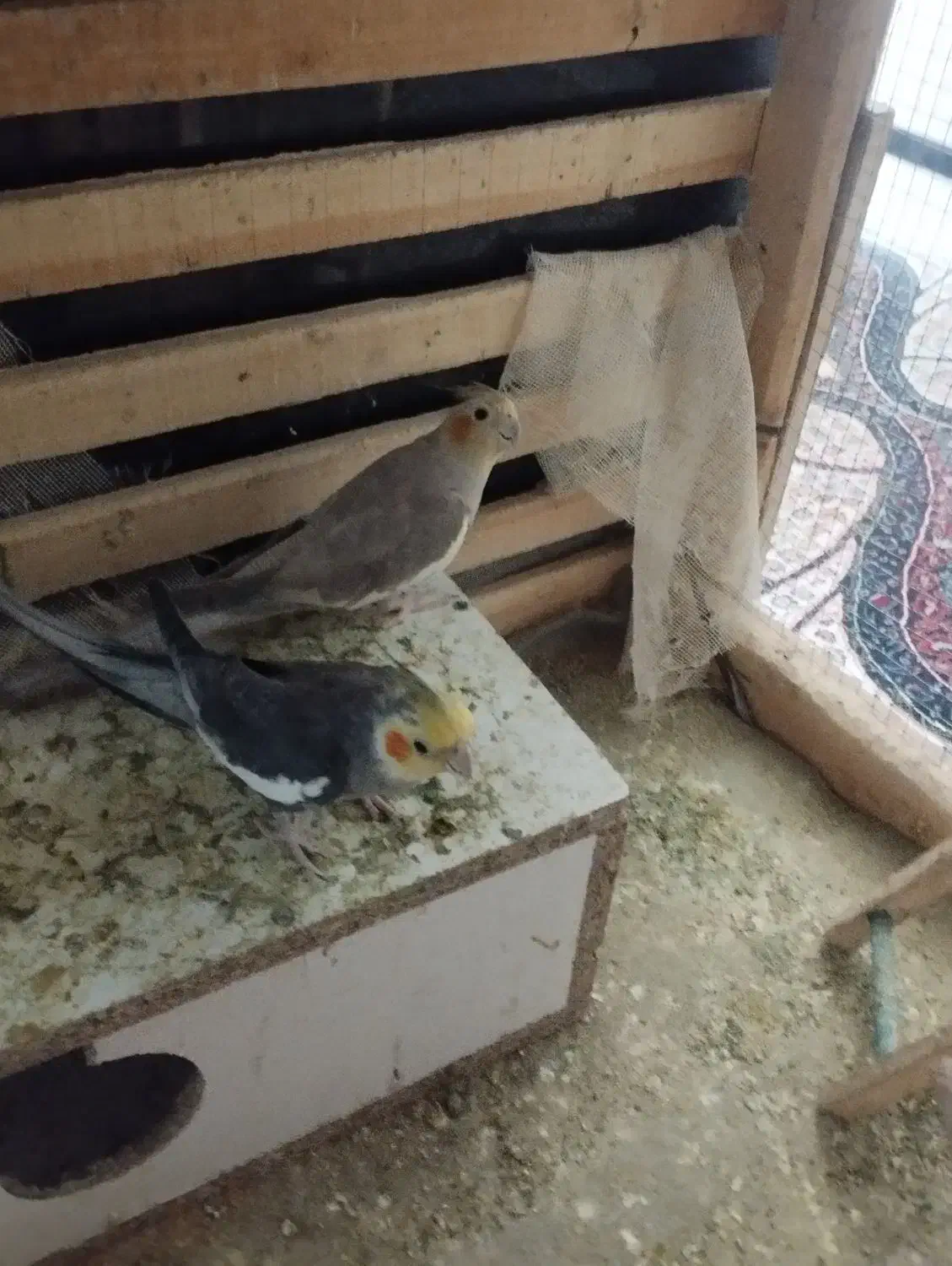 عروس هلندی|پرنده|هامون, |دیوار