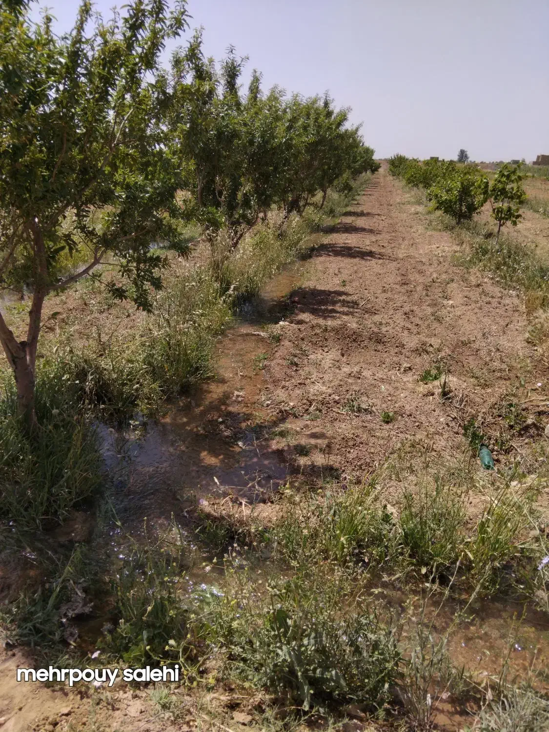 فروش زمین کشاورزی وآب باسندتوبهترین جای قزوین|فروش زمین و ملک کلنگی|دشتابی, |دیوار