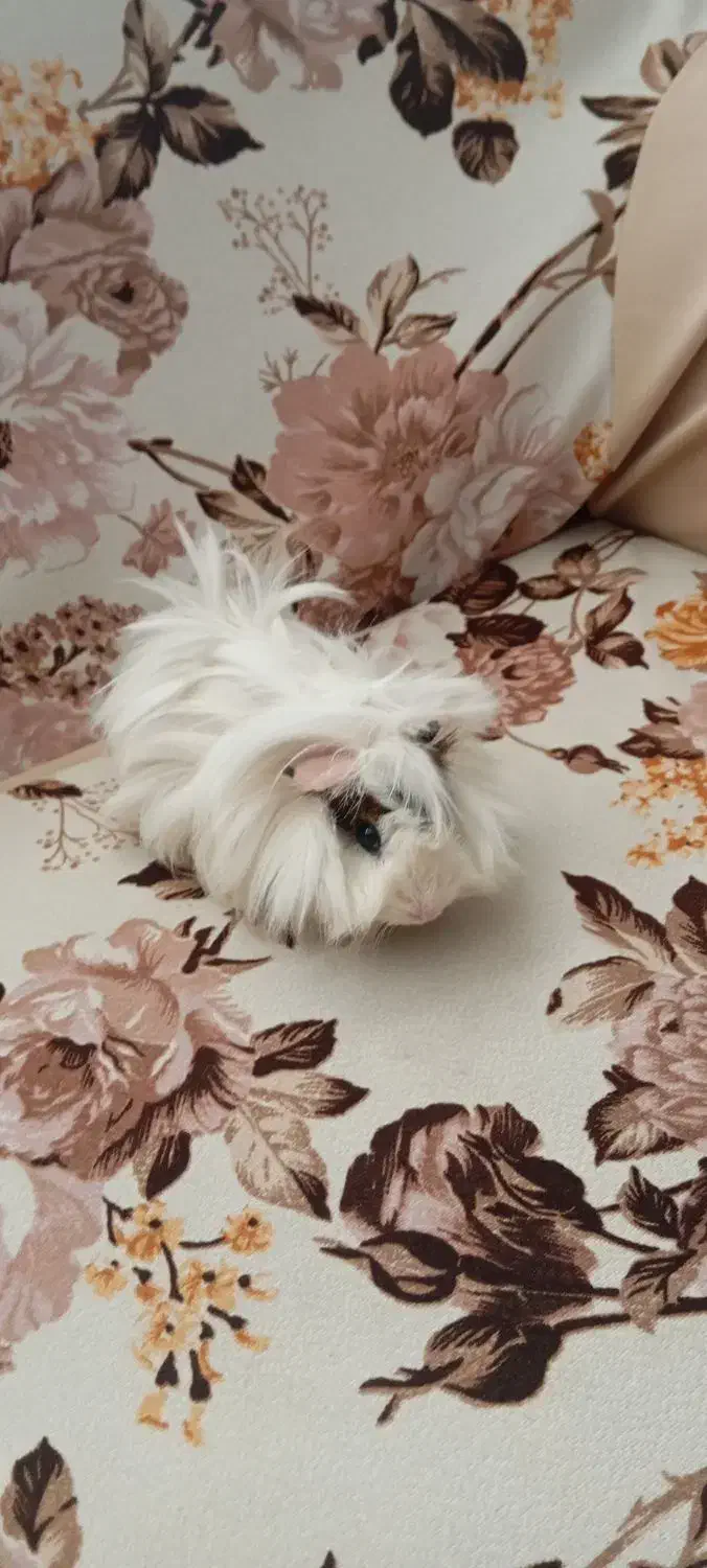 خوکچه هندی فشن|موش و خرگوش|تهران, شمشیری|دیوار