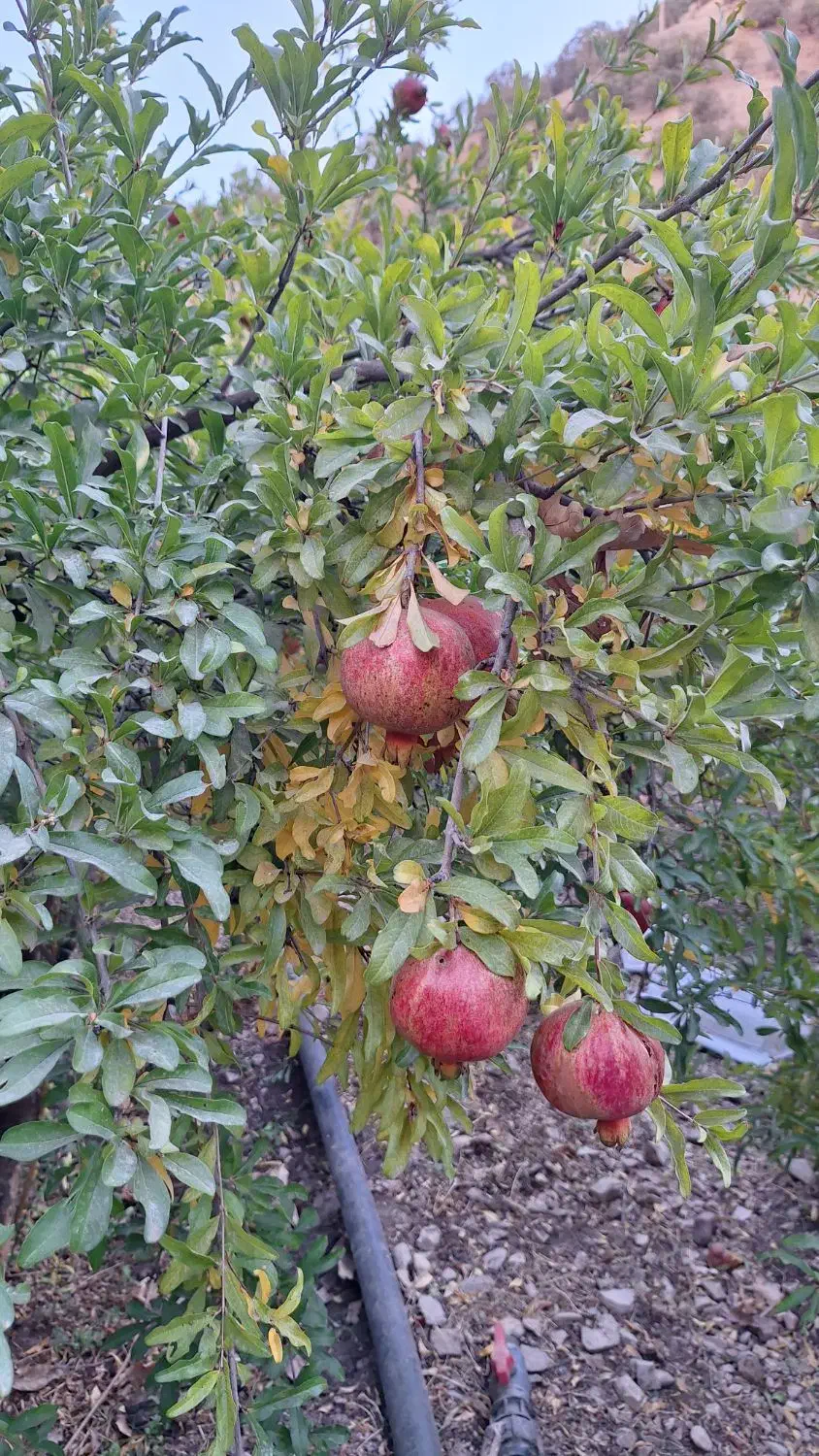 انارابدار وملس|خوردنی و آشامیدنی|جوانرود, |دیوار