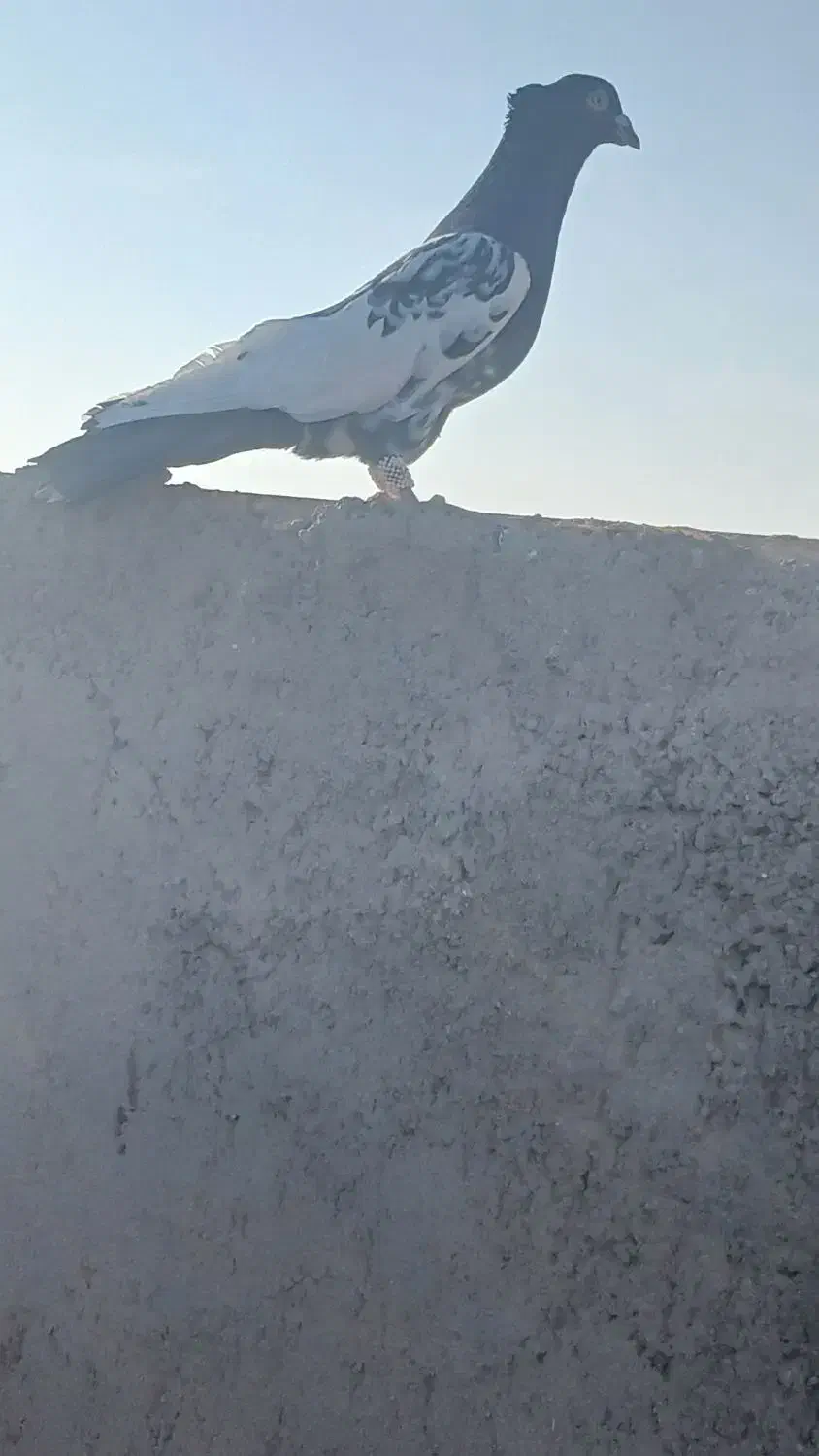 کله دم و هفرنگ پرشی کفتر بوم|پرنده|سبزوار, قصبه شرقی|دیوار