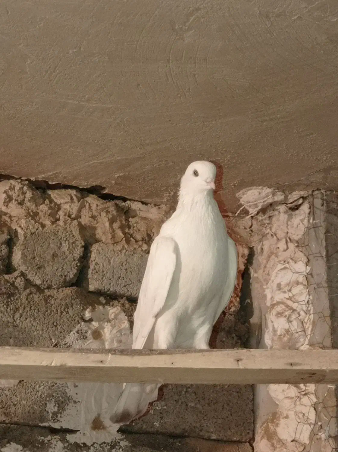 کبوترسفیدچشم سفیدنوک ریز.یک جفت مفلق سفید|پرنده|چادگان, |دیوار