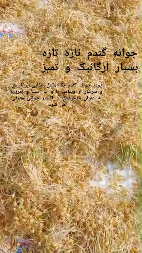 جوانه گندم تازه زیر قیمت همجا|خوردنی و آشامیدنی|سیدان, |دیوار