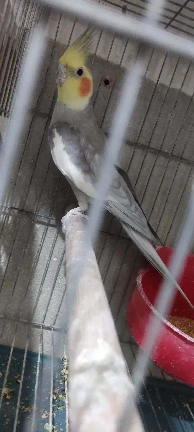 فروش عروس هلندی نر آماده کارداده|پرنده|ارومیه, |دیوار