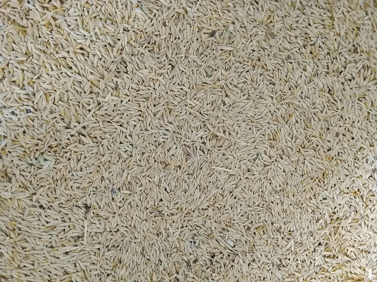 جو .|کالسکه و لوازم جانبی|کنگاور, |دیوار