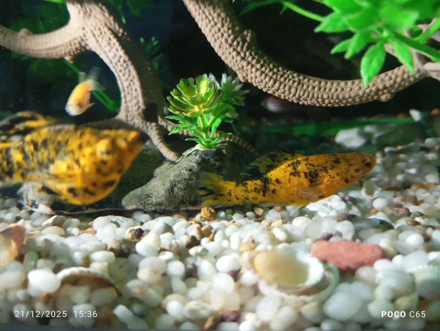 ماهی زینتی اکواریم|ماهی|هشتگرد, هشتگرد قدیم|دیوار