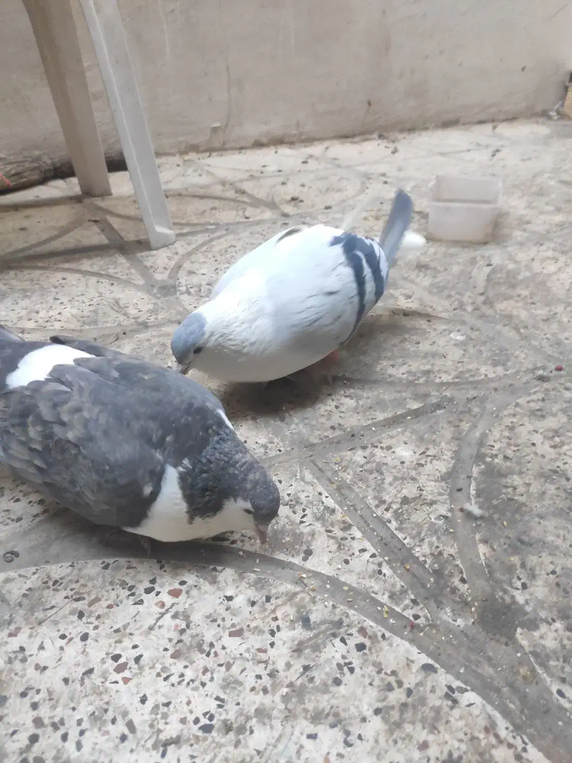 ساده افغانی ، با ساده کلاغ دم|پرنده|مشهد, کشف|دیوار