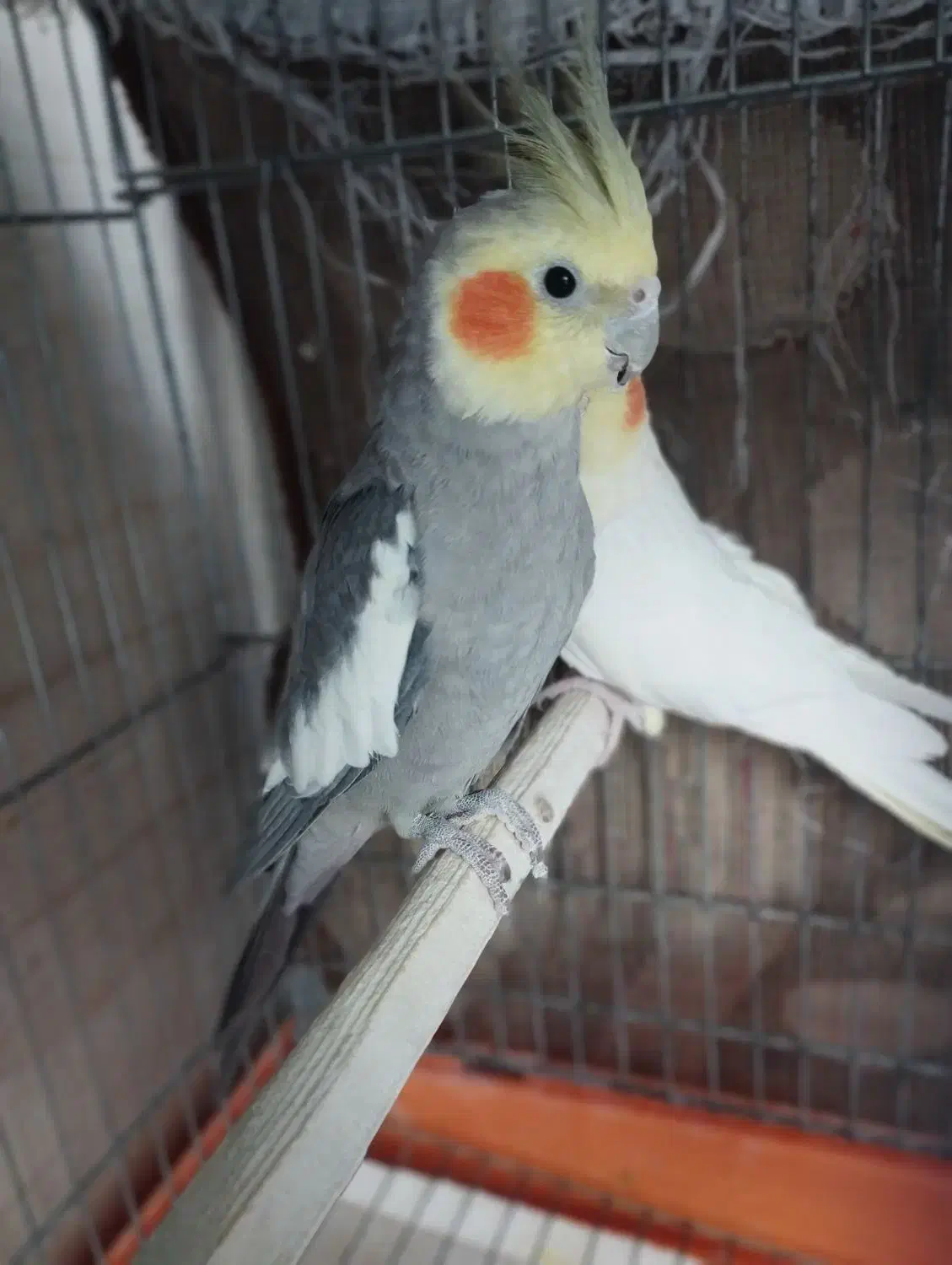 عروس هلندی نر سینامون|پرنده|قلعه نو, |دیوار