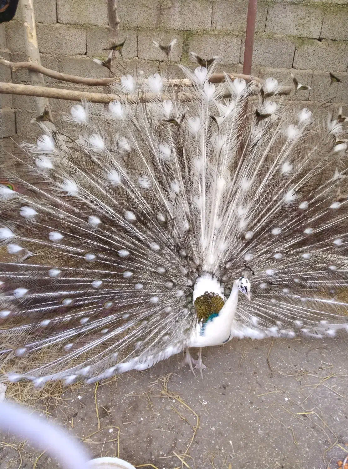 فروش طاووس بالغ وجوجه|پرنده|رشت, گلباغ نماز|دیوار