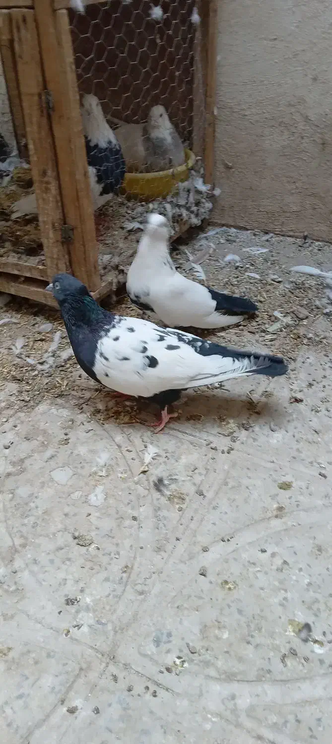 نر ماده سینه دم سیاه و ماده سینه ای|پرنده|آفتاب, |دیوار