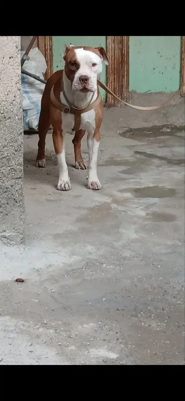 سگ پیتبول|سگ|تهران, استاد معین|دیوار