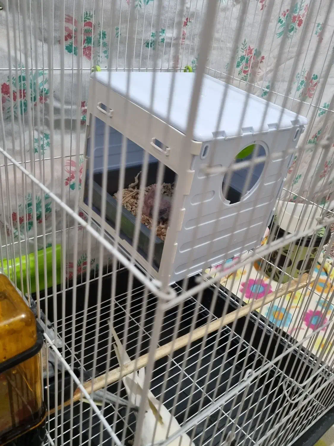 عروس هلندی|پرنده|شهریار, شهریار|دیوار