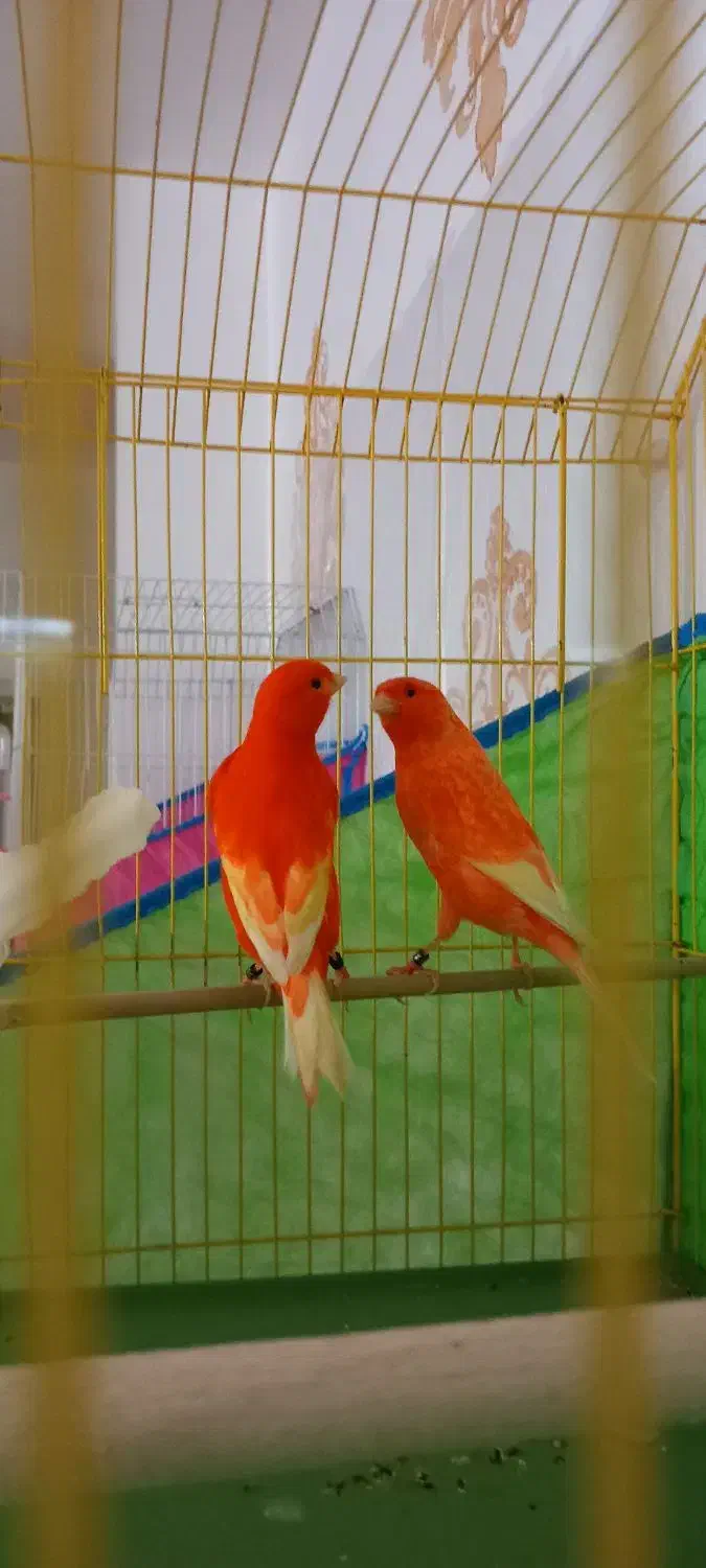 قناری|پرنده|بندر ماهشهر, |دیوار