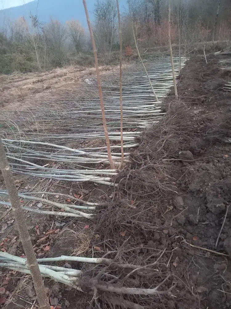 نهالستان گل محمدی|خدمات باغبانی و درختکاری|ارومیه, |دیوار