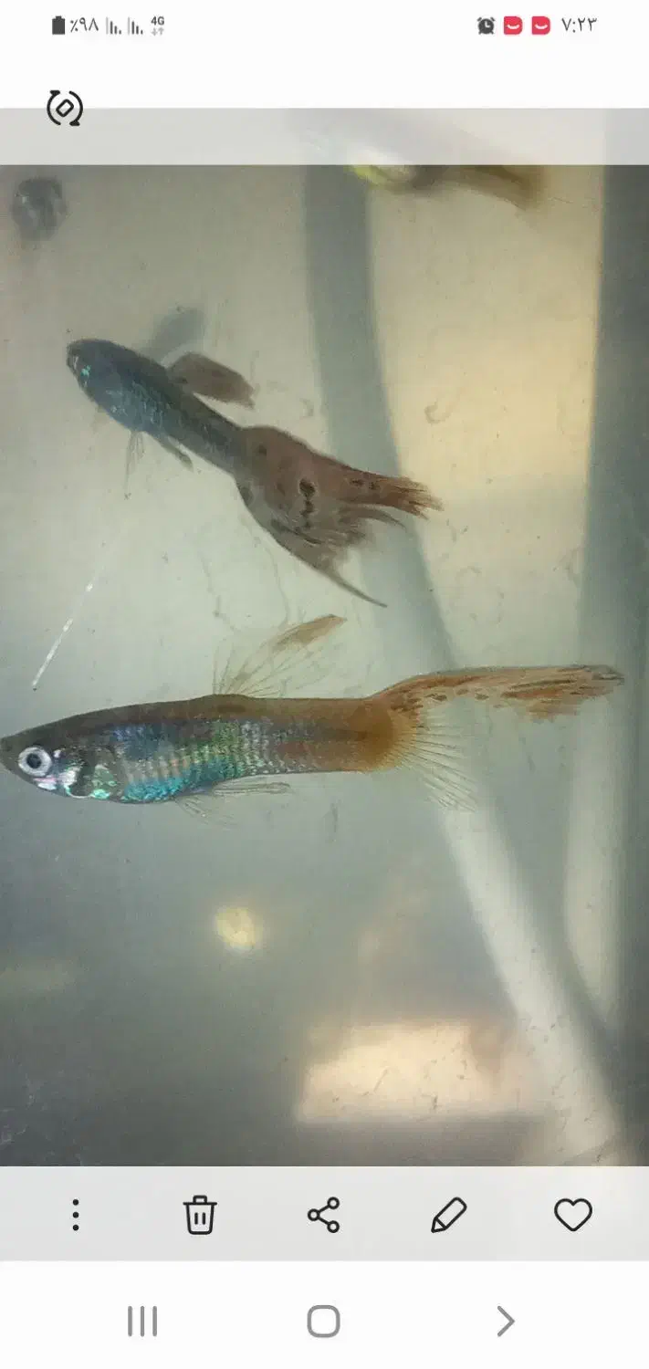 ماهیگپی|ماهی|سبزوار, قلعهنو دهزار|دیوار