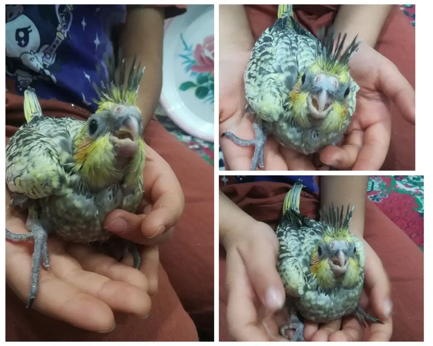 جوجه عروس هلندی سرلاکی|پرنده|اوز, |دیوار