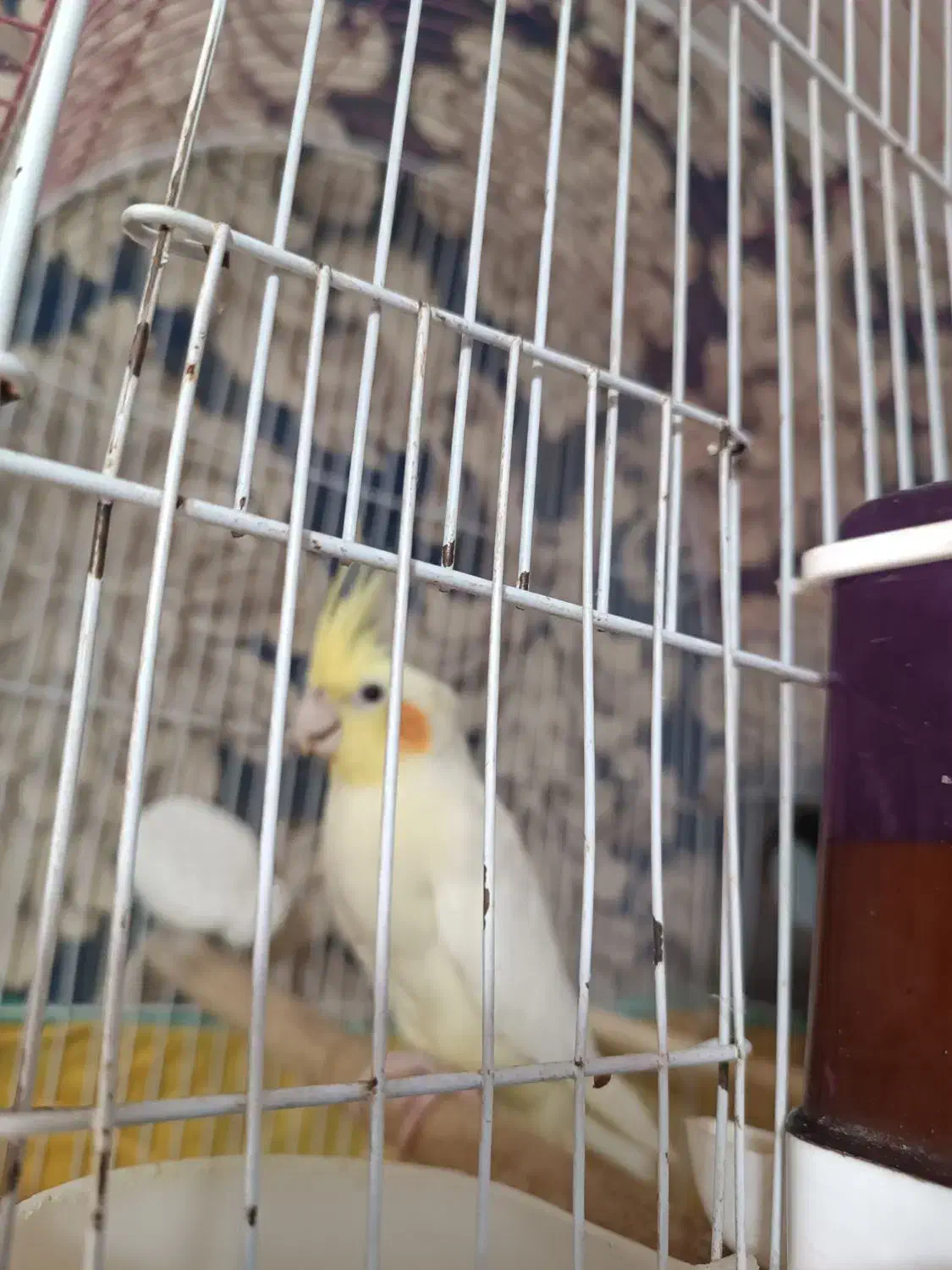 عروس هلندی با قفس و وسایل|پرنده|بندر ماهشهر, |دیوار