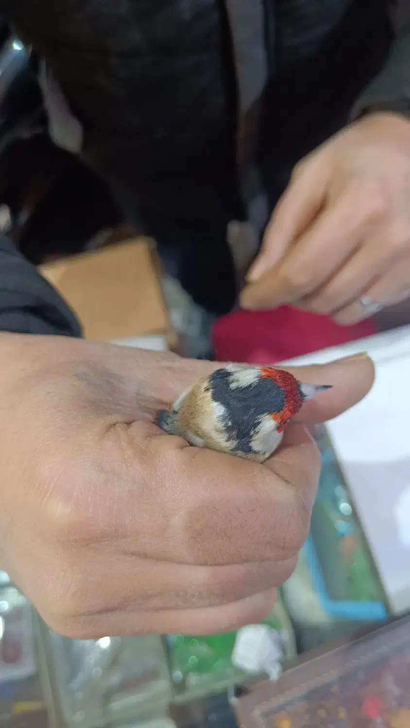 سهره چونه سفید|پرنده|الوند, |دیوار