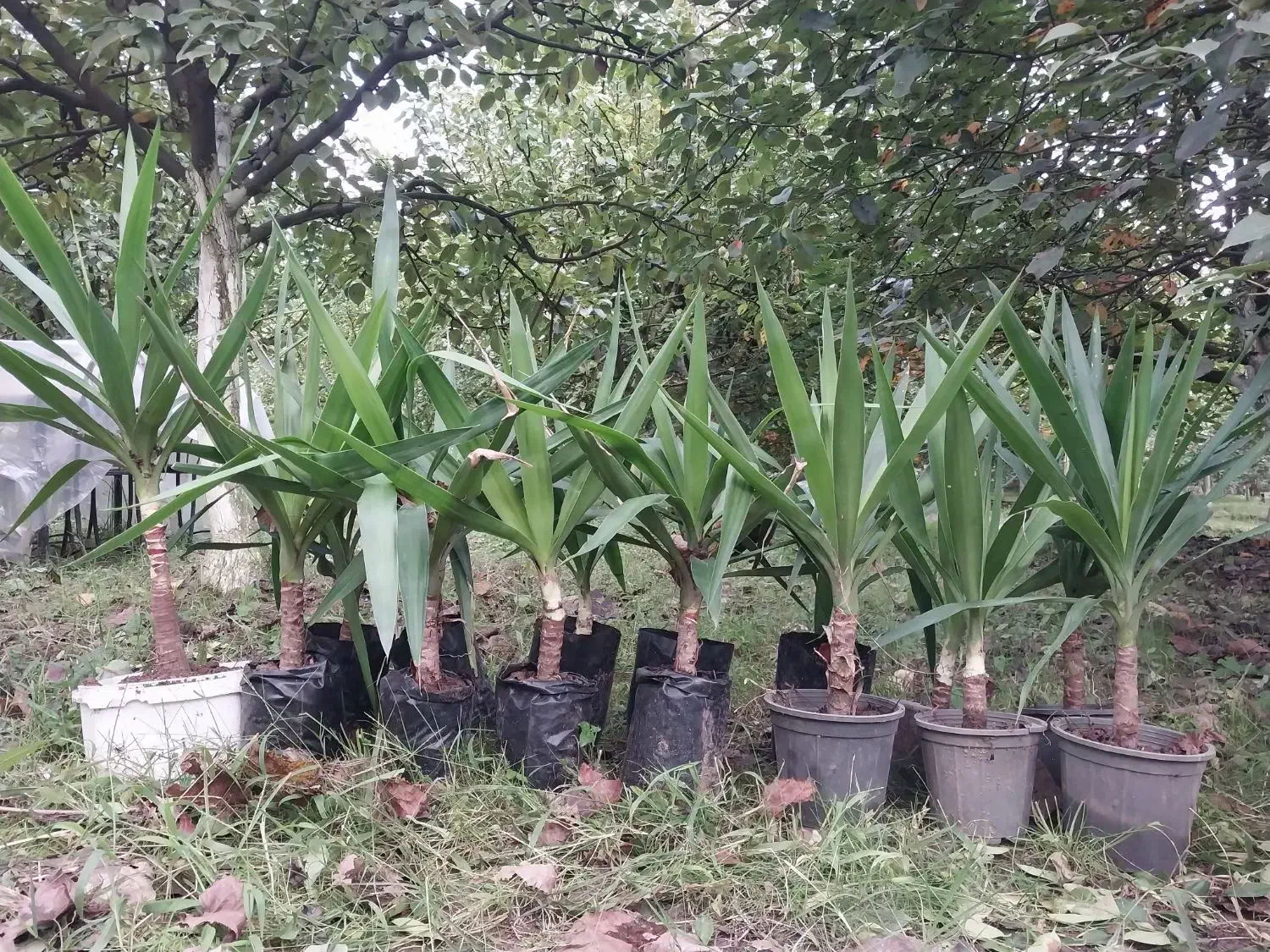 یوکا چند ساله|گل و گیاه طبیعی|رشت, حومه رشت|دیوار