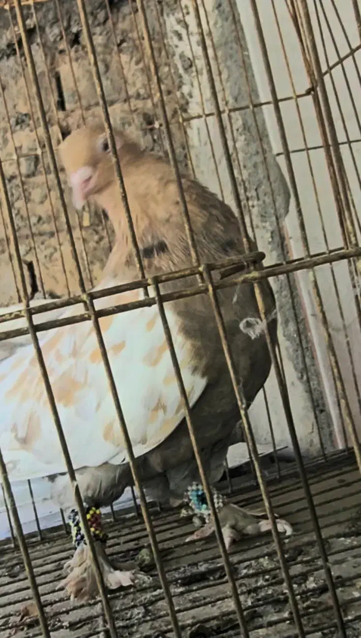 کفترماده سینه سرور ذات قدیم پامیل بزن سروهیکل دار|پرنده|شیراز, کاراندیش|دیوار