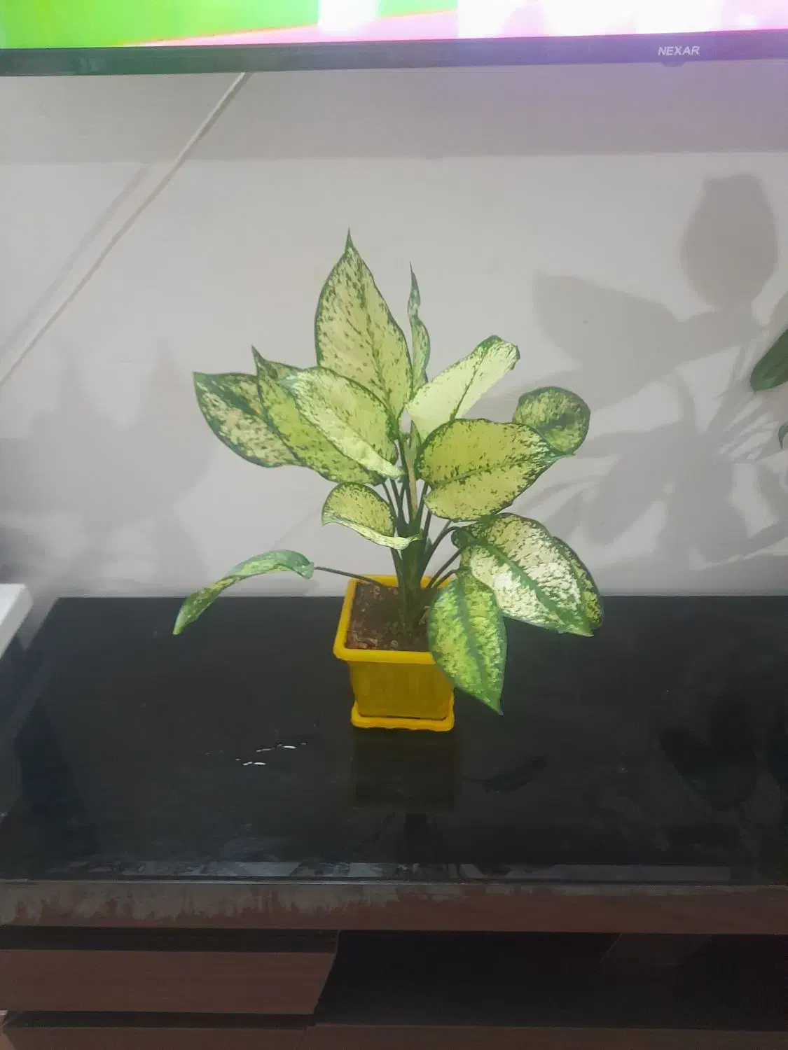 فروش گل آپارتمانی|گل و گیاه طبیعی|سراب, |دیوار