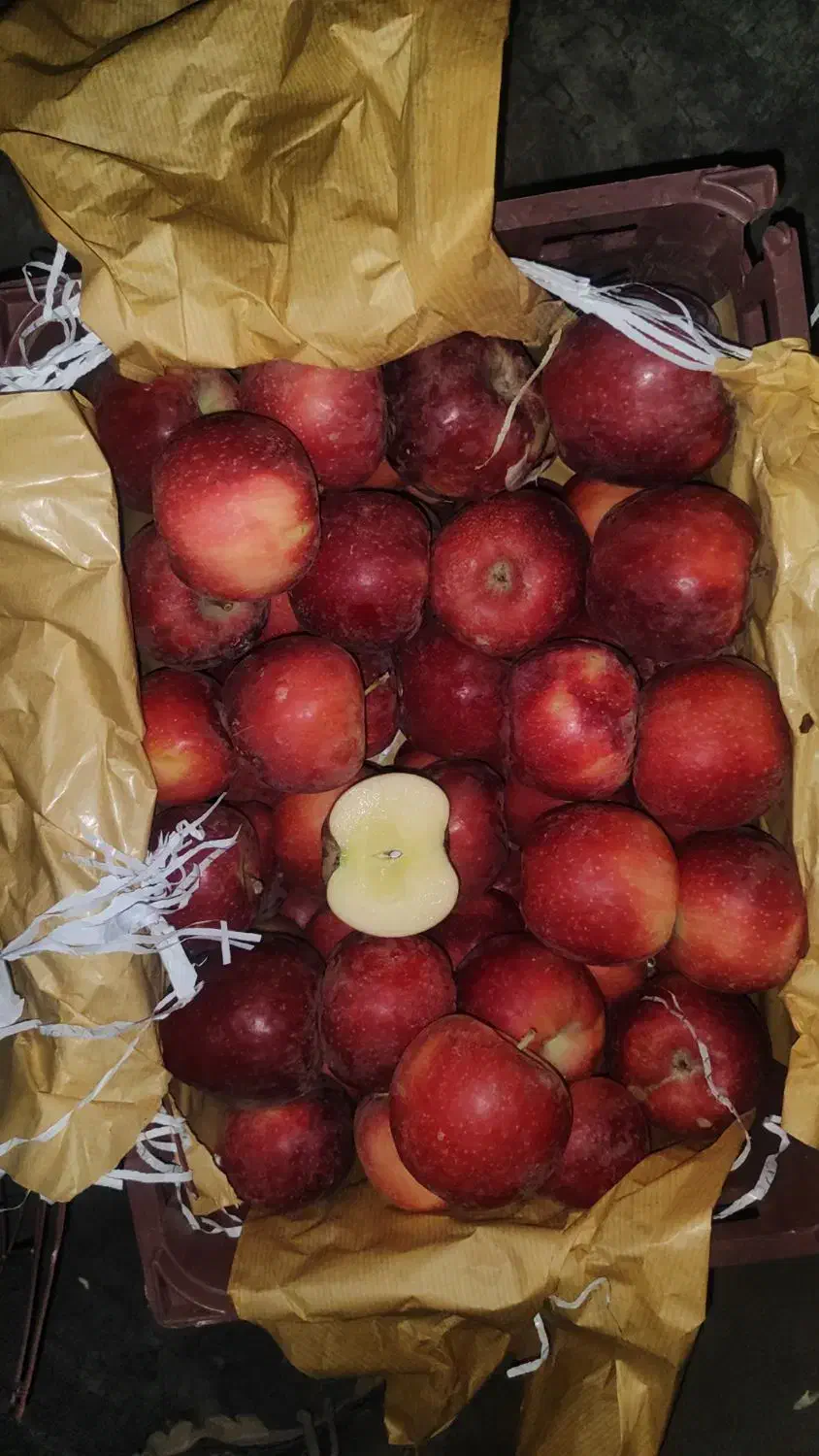 سیب قرمز تناژ نامحدود|عمده‌فروشی|مهاباد (آذربایجان غربی), |دیوار