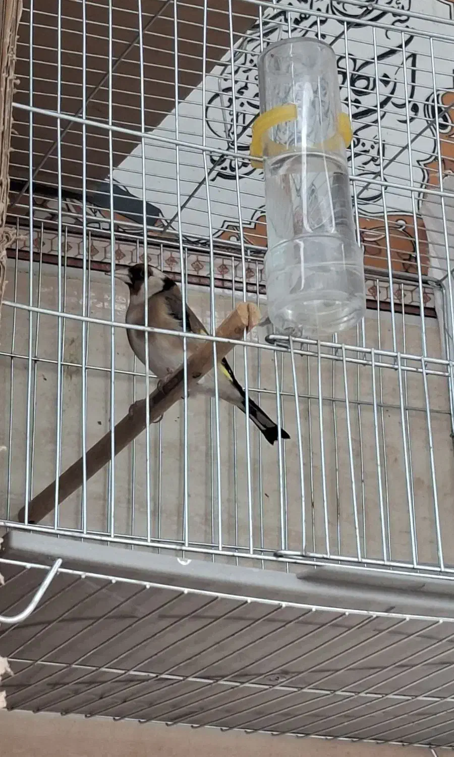 سهره سقا نر|پرنده|کرمان, |دیوار