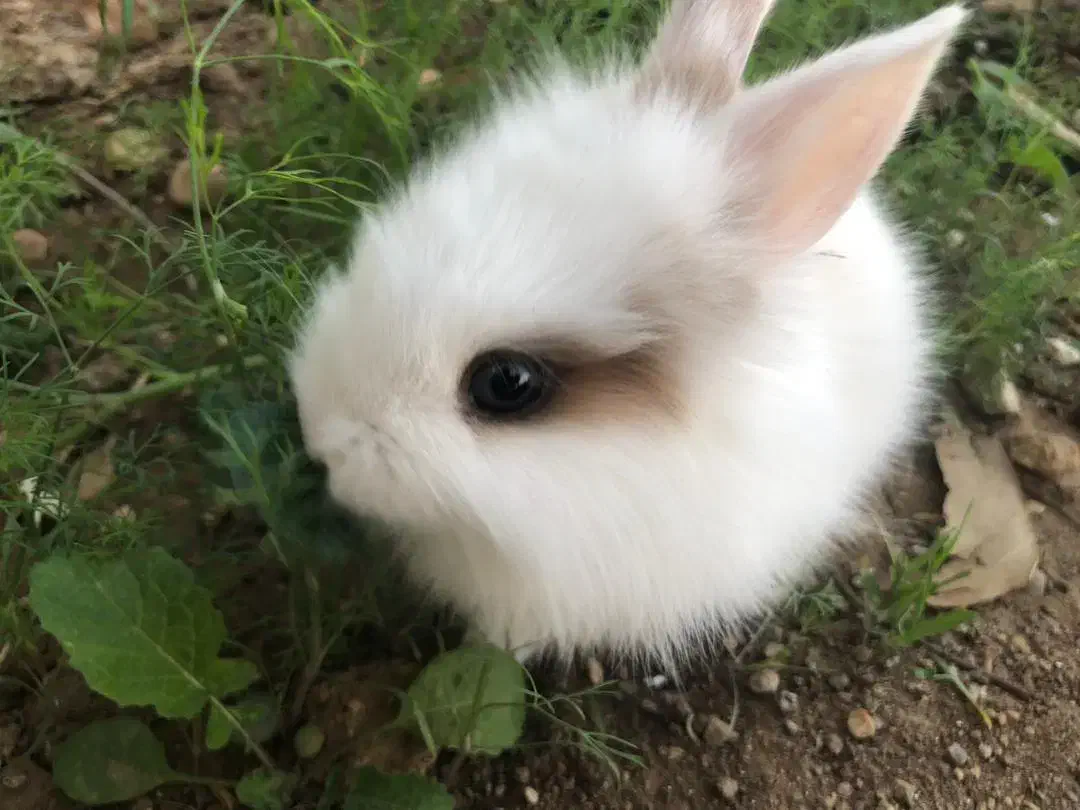 خرگوش لووپ|موش و خرگوش|یاسوج, |دیوار