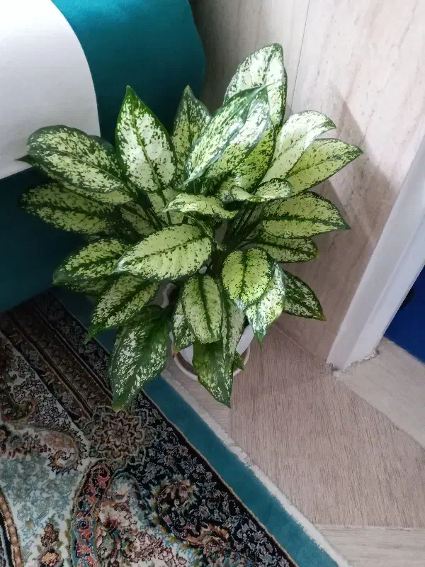 اگلونما برفی|گل و گیاه طبیعی|قم, علی آباد سعدگان|دیوار