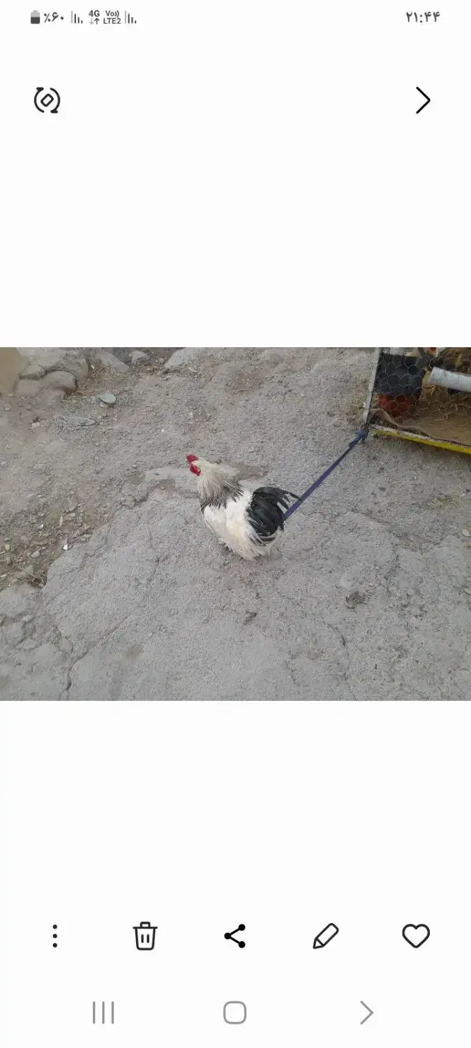 خروس ومرغ وبوقلومون کردی|حیوانات مزرعه|سرپل ذهاب, |دیوار