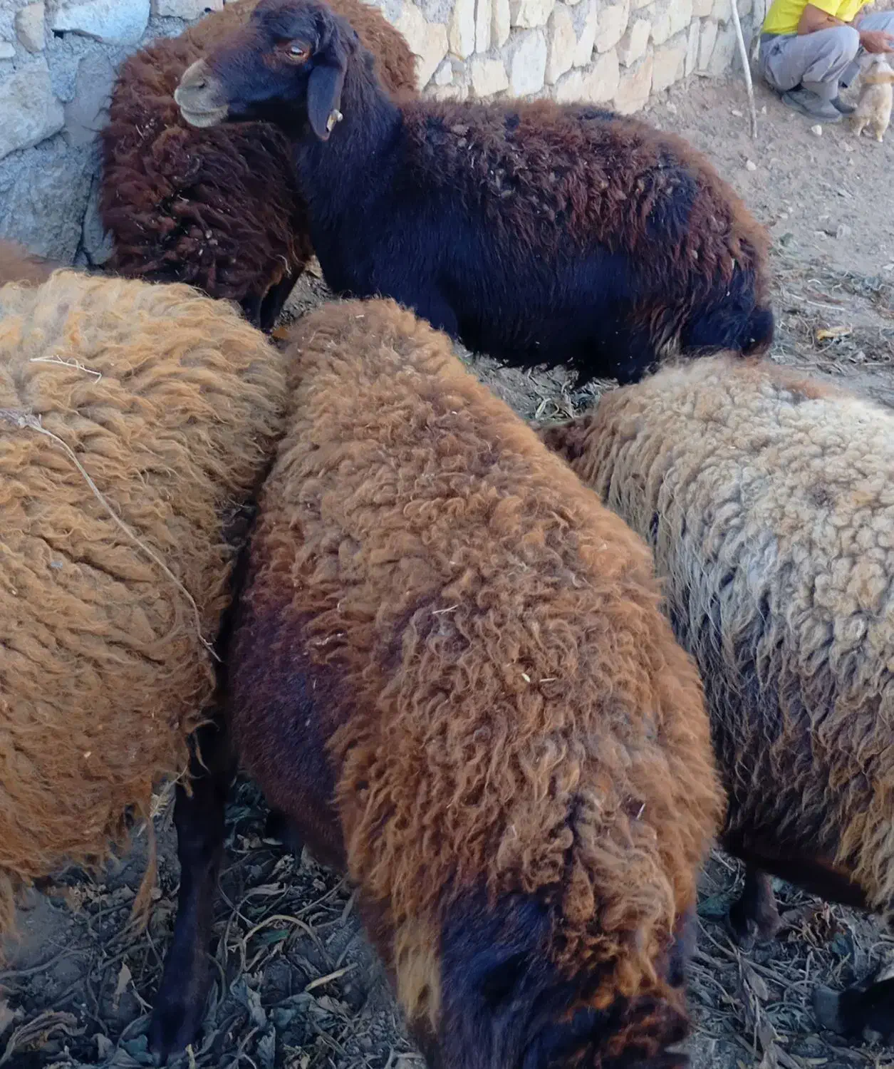 یک گوسفند افشار|حیوانات مزرعه|جوین, |دیوار