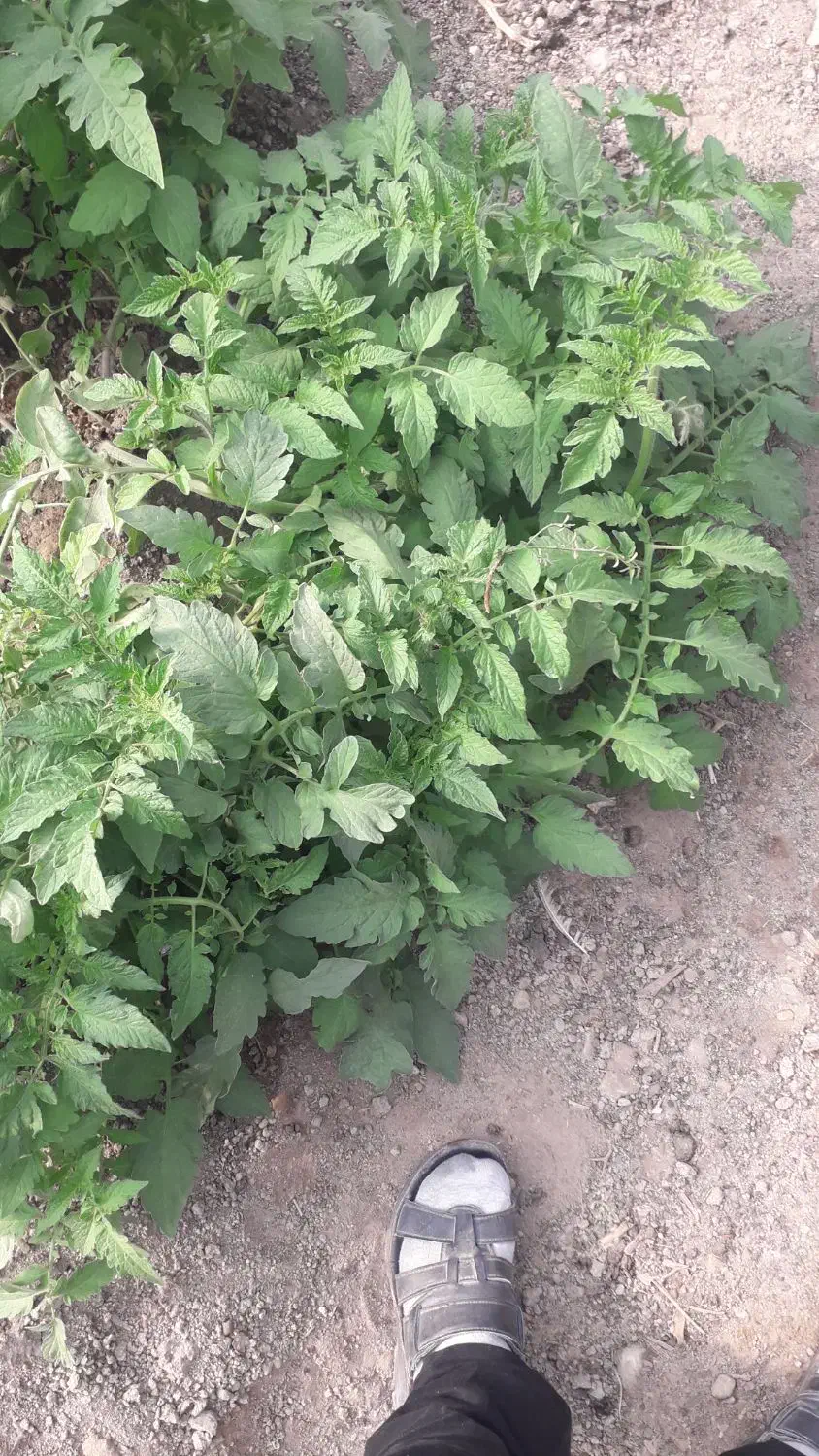 قلمه گوجه|خدمات باغبانی و درختکاری|کرباسک, |دیوار