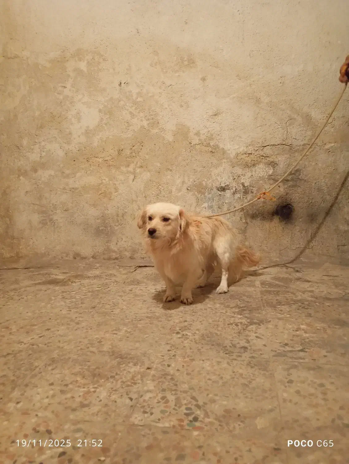 سگ پاپی شیتزو|سگ|فلاورجان, |دیوار