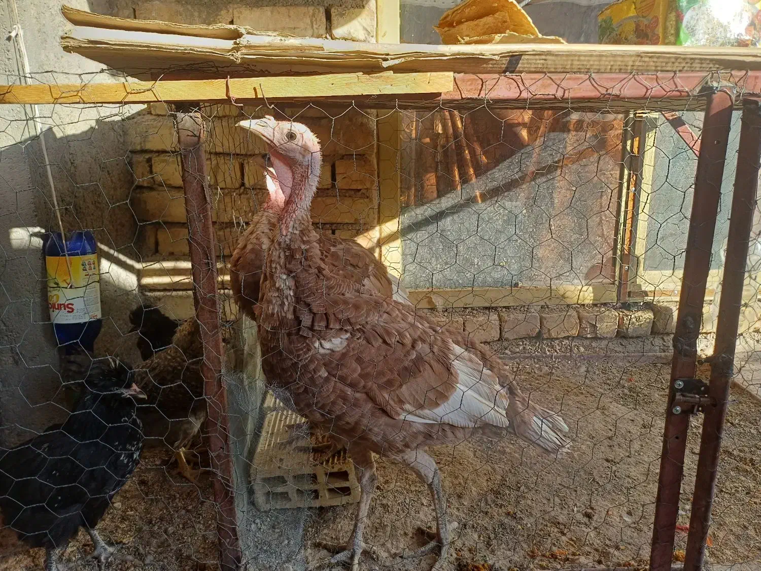 تخم مرغ بومی|خوردنی و آشامیدنی|مبارکه, |دیوار