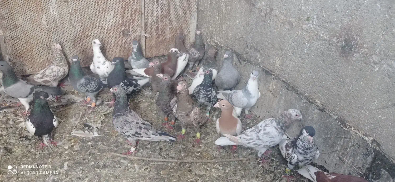 کود کفتر|پرنده|شیراز, کوزه گری|دیوار