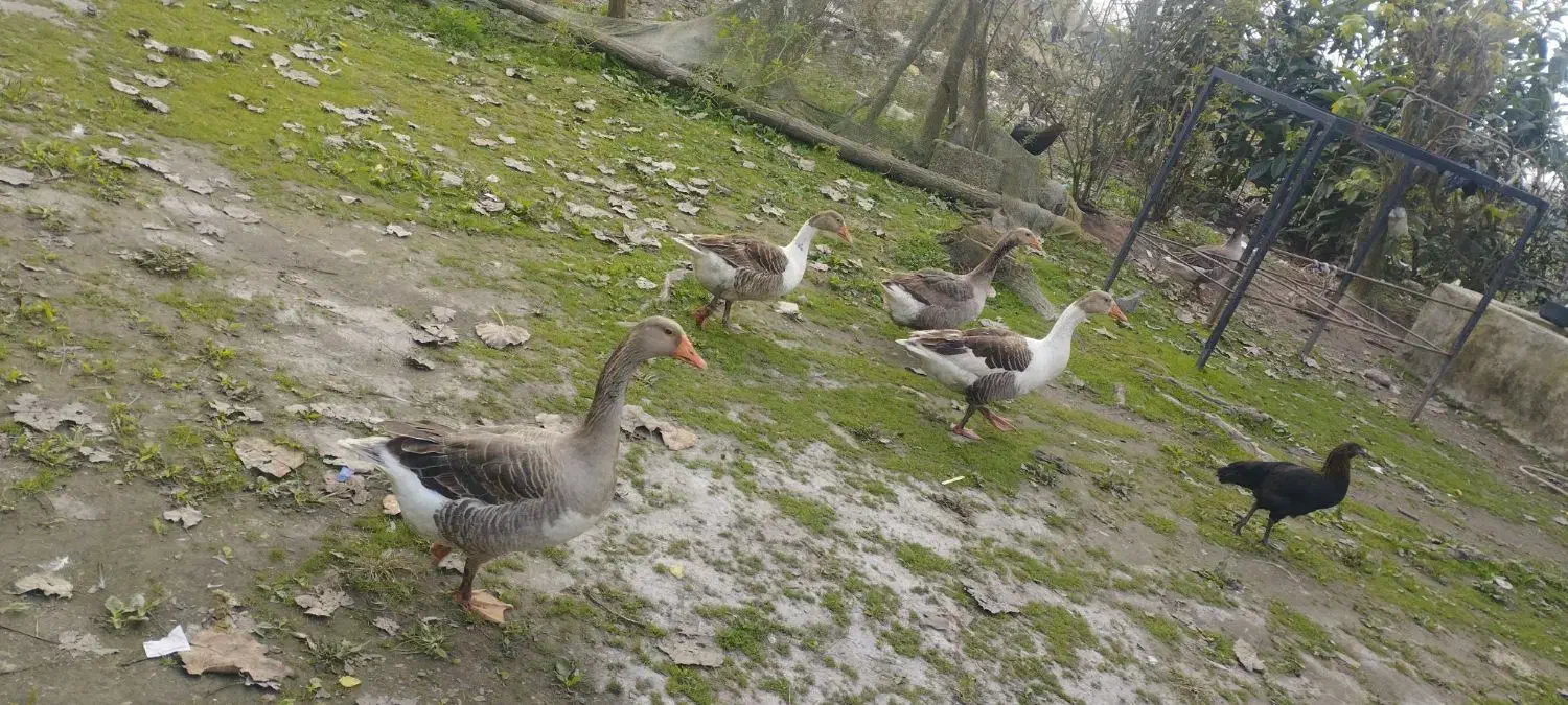 غاز تخم گزار|حیوانات مزرعه|آستانه اشرفیه, |دیوار