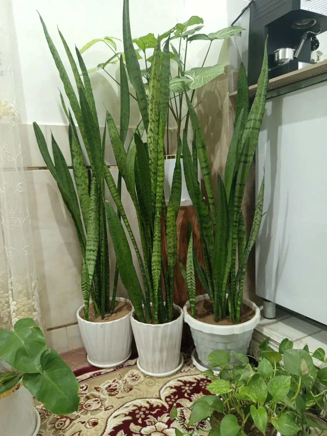 گل طبیعی|گل و گیاه طبیعی|دورود, |دیوار